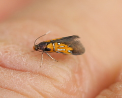Schiffermuelleria schaefferella