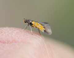 Schiffermuelleria schaefferella