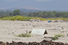 Sternula antillarum browni