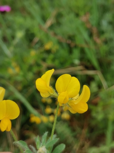 ľadenec Borbášov (Lotus borbasii)