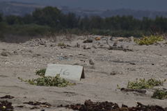 Sternula antillarum browni