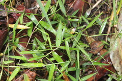 Panicum pygmaeum