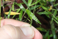 Panicum pygmaeum