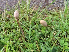 Galeropsidaceae
