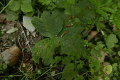 Peronospora ranunculi