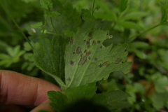 Peronospora ranunculi