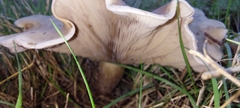 Leucopaxillus eucalyptorum