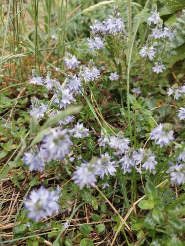 veronika rozprestrená (Veronica prostrata)