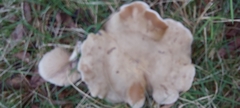 Leucopaxillus eucalyptorum