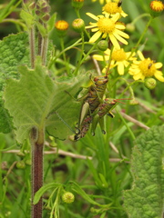 Agesander ruficornis