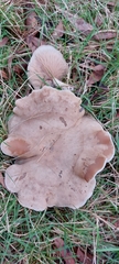 Leucopaxillus eucalyptorum