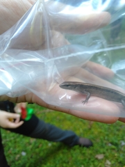 Scincella formosensis