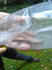 Scincella formosensis