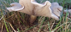 Leucopaxillus eucalyptorum