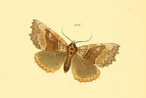 Prionoptera serra