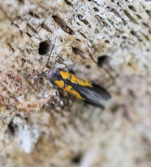 Schiffermuelleria schaefferella