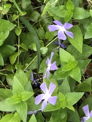 Vinca major