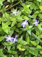 Vinca major