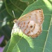 Hypochrysops miskini - Photo (c) Larney Grenfell,  זכויות יוצרים חלקיות (CC BY-NC), הועלה על ידי Larney Grenfell