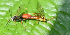 Tenthredopsis nassata
