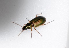 Agonum marginatum