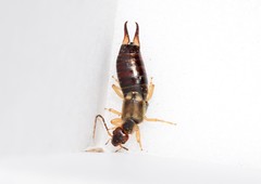 Forficula lurida