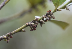 Myrsine seguinii