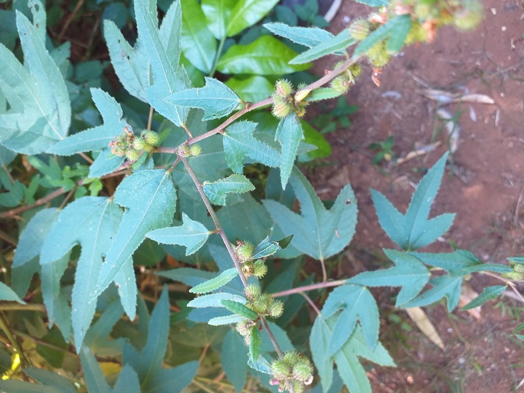 Chinese Bur From Morningside Berea 4001 South Africa On May 13 2022 chinese-bur-from-morningside-berea-4001-south-africa-on-may-13-2022