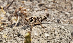 Dociostaurus maroccanus