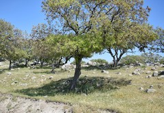 Quercus ithaburensis macrolepis
