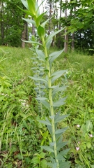 Linaria genistifolia