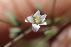 Smallflower flax (Hesperolinon micranthum)
