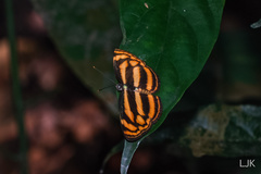 Lasippa tiga siaka