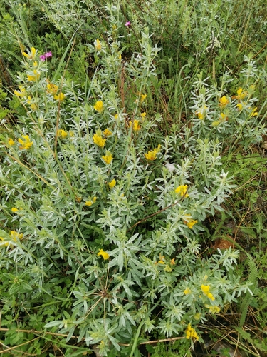 zanoväť rakúska (Chamaecytisus austriacus)