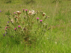 Cirsium vulgare