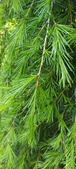 Larix sibirica