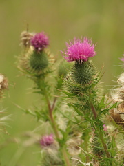 Cirsium vulgare