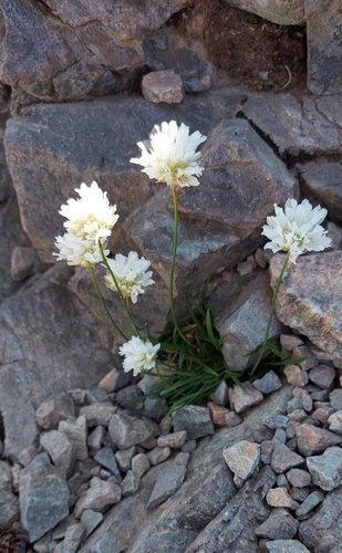 Armeria leucocephala