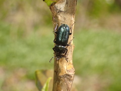 Platycerus caraboides