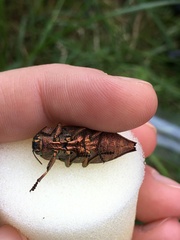 Dicerca berolinensis