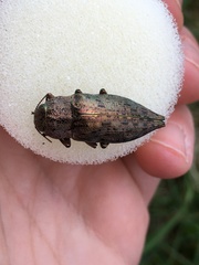 Dicerca berolinensis