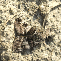 Archiearinae
