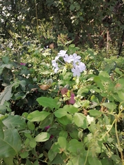 Plumbago auriculata