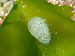 Acanthodoris rhodoceras image