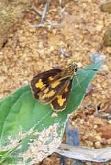 Taractrocera archias