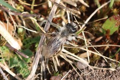 Andrena vaga