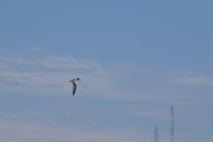 Sternula antillarum browni