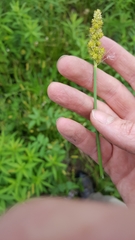 Carex stipata