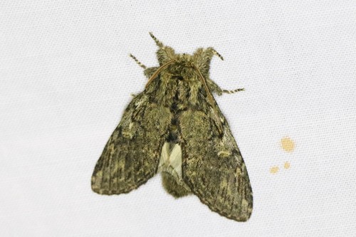 Great Prominent, Wageningen, Nederland, photo 8 of 10