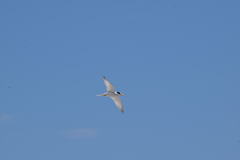 Sternula antillarum browni